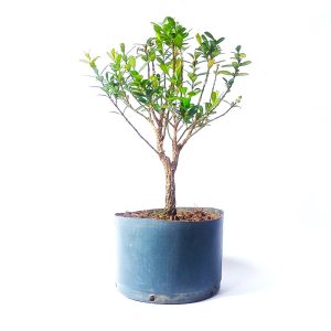Pré bonsai de Buxus Harlandii