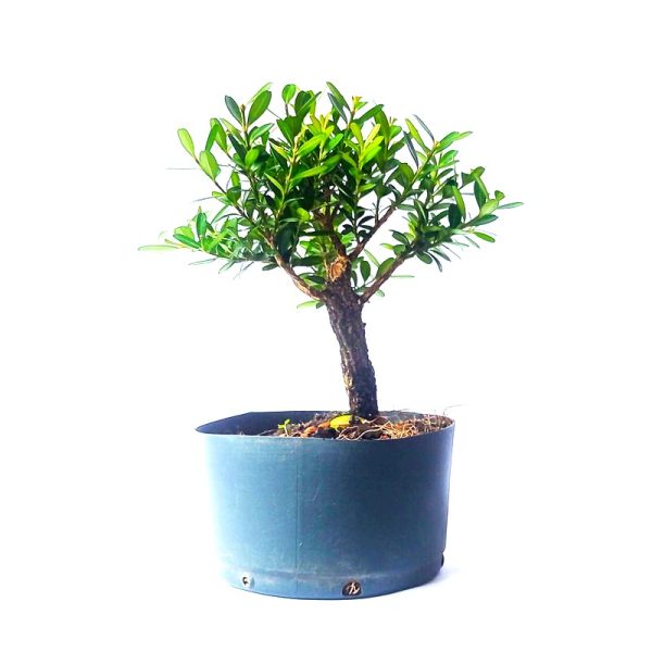 Pré bonsai de Buxus Harlandii