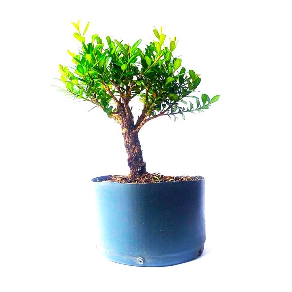 Pré bonsai de Buxus Harlandii