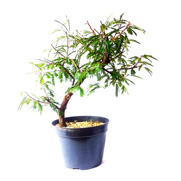 Pré bonsai de Caliandra Rosa