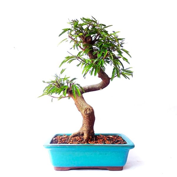 Bonsai de Caliandra Rosa