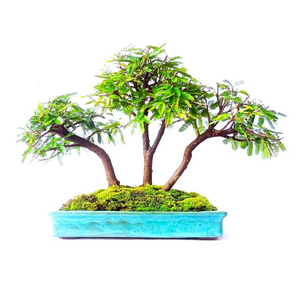 Bonsai de Caliandra Rosa