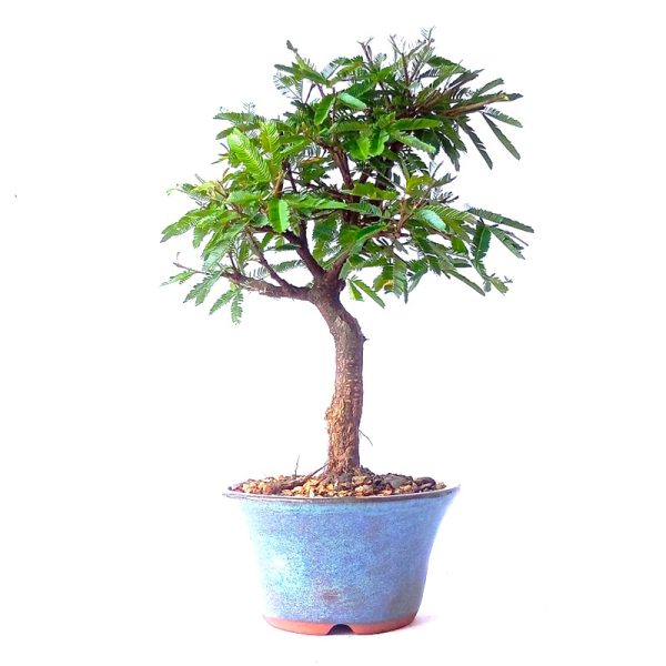 Bonsai de Caliandra Rosa