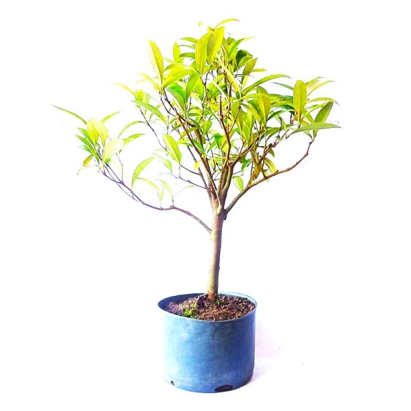 Pré Bonsai de Cereja do Rio Grande