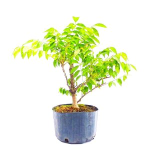 Pré Bonsai de Glicínia Lilás