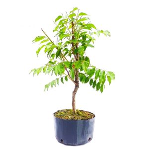 Pré Bonsai de Glicínia Lilás