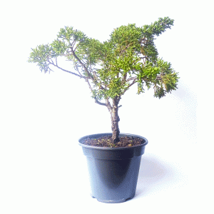 Pré Bonsai de Junípero Shimpaku