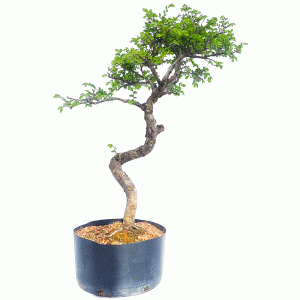 Pré Bonsai de Ulmus Parvifolia