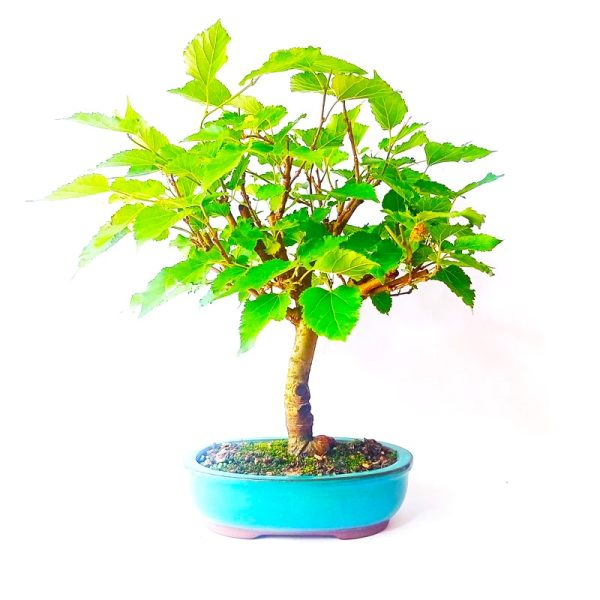 Bonsai de Amora