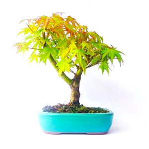 Bonsai de Acer Palmatum