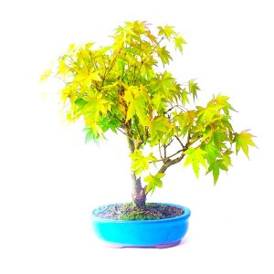 Bonsai de Acer Palmatum