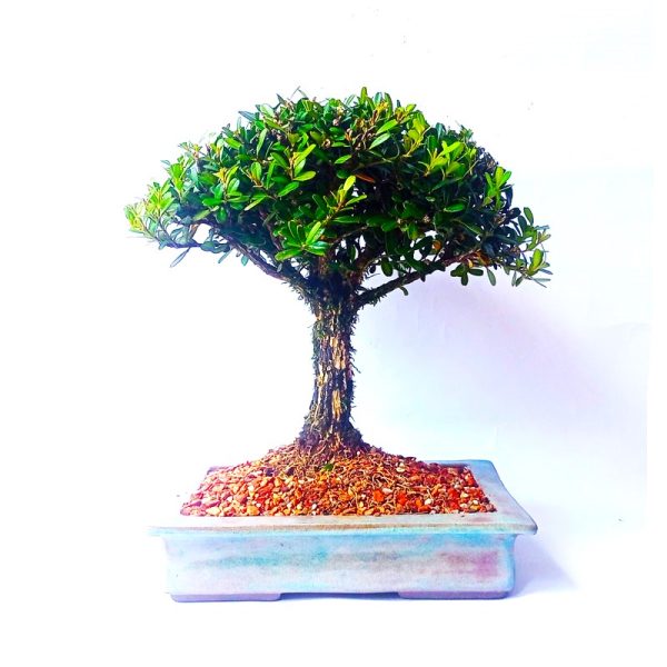 Bonsai de Buxus Harlandii