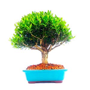 Bonsai de Buxus Harlandii