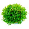 Bonsai de Buxus Harlandii 5 anos - Imagem 2