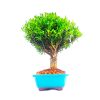 Bonsai de Buxus Harlandii 5 anos - Imagem 3