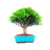 Bonsai de Buxus Harlandii 5 anos - Imagem 4