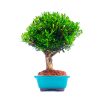 Bonsai de Buxus Harlandii 5 anos - Imagem 5