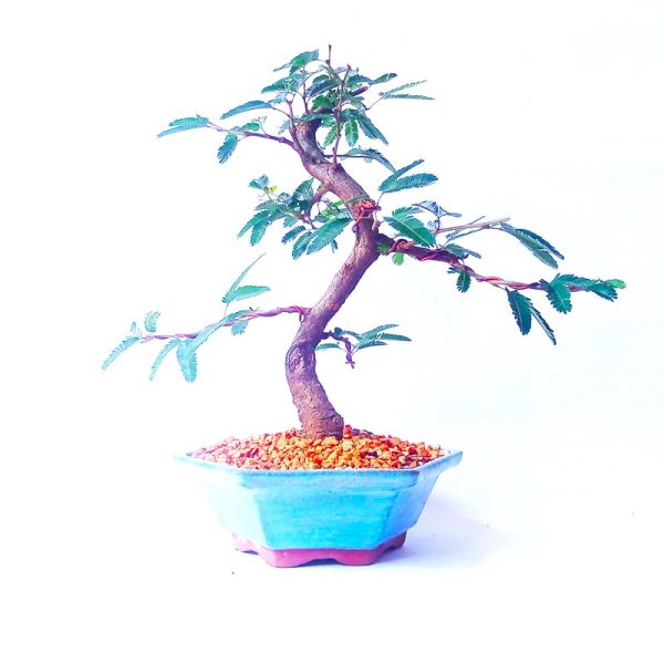 Bonsai de Caliandra Rosa