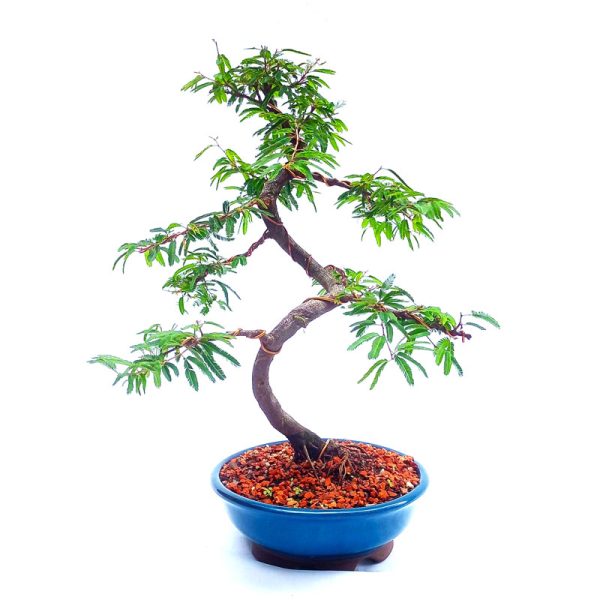 Bonsai de Caliandra Rosa