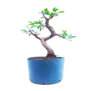 Pré Bonsai de Caliandra Rosa