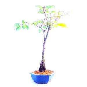 Bonsai de Ipê Roxo