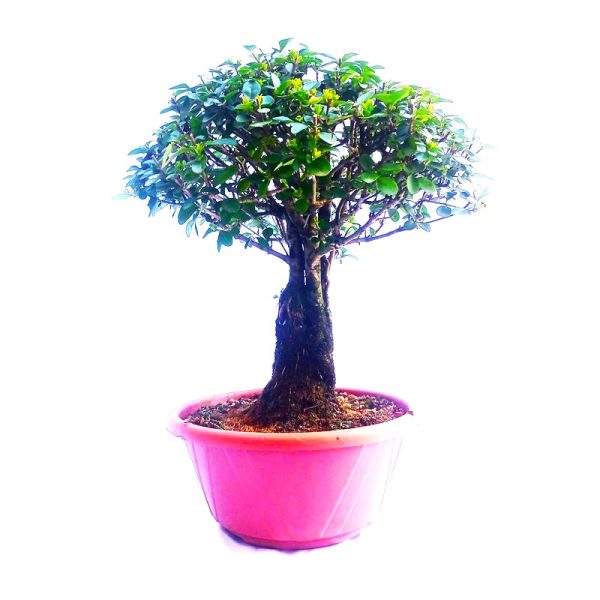 Pré Bonsai de ligustro ovalifolium