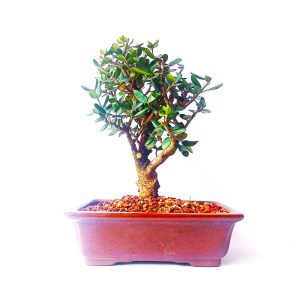 Bonsai de Oliveira