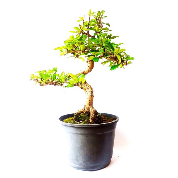 Pré bonsai de Carmona