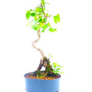 Pré Bonsai de Gingko Biloba