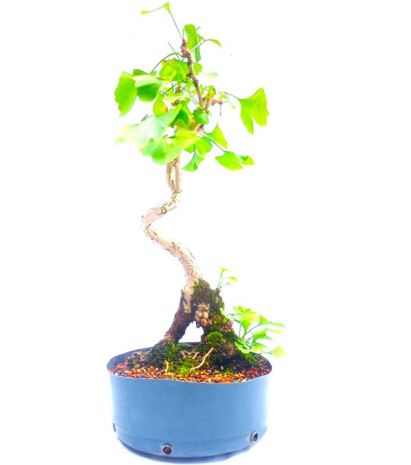 Pré Bonsai de Gingko Biloba