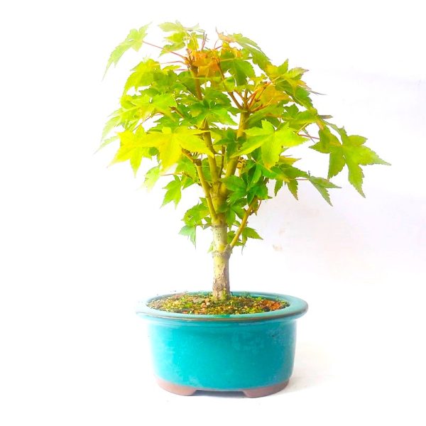 Bonsai de Acer Palmatum