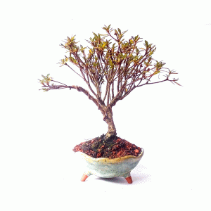 Bonsai de Azaleia