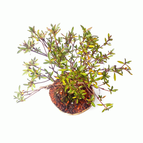 Bonsai de Azaleia Satsuki flor Rosa 4 anos - Image 3