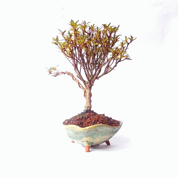 Bonsai de Azaleia Satsuki flor Rosa 4 anos - Image 4