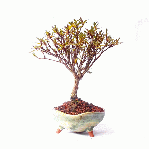 Bonsai de Azaleia Satsuki flor Rosa 4 anos - Image 5