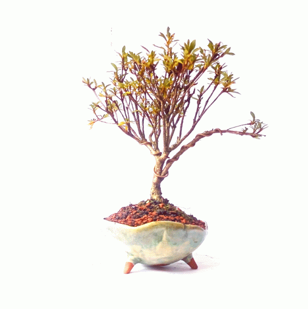 Bonsai de Azaleia Satsuki flor Rosa 4 anos - Image 6