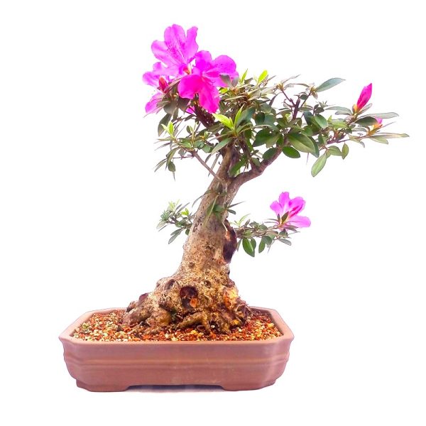 Bonsai de Azaleia