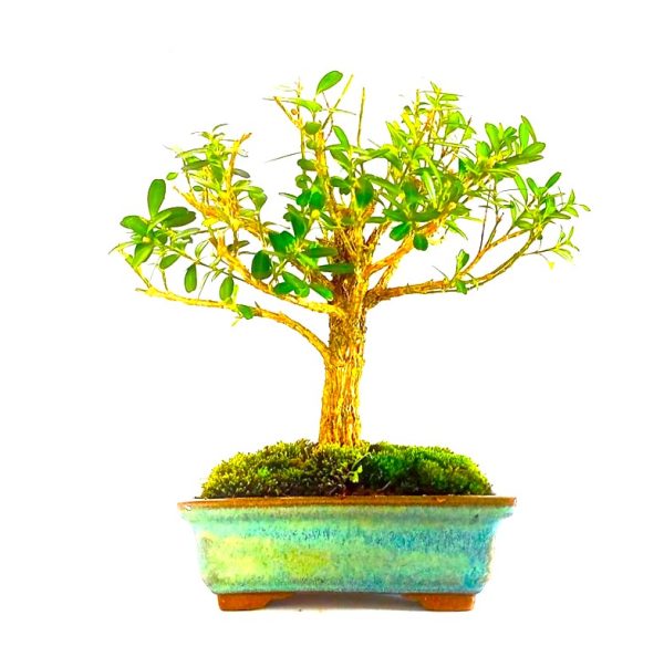 Bonsai de Buxus Harlandii