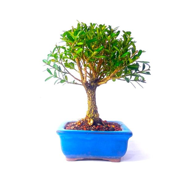 Bonsai de Buxus Harlandii