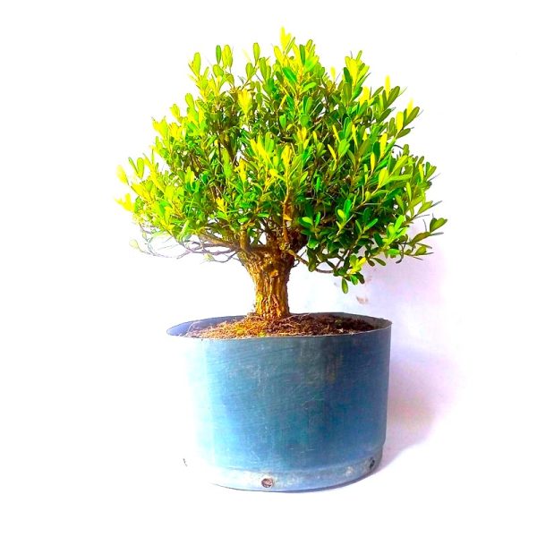 Pré Bonsai de Buxus Harlandii