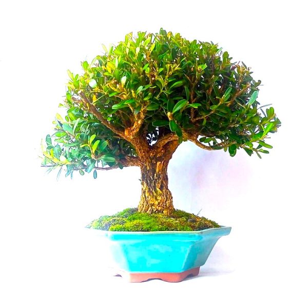 Bonsai de Buxus Harlandii