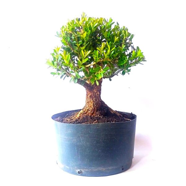 Pré Bonsai de Buxus Harlandii