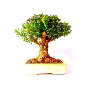 Bonsai de Buxus Harlandii