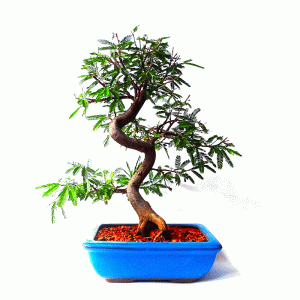 Bonsai de Caliandra Rosa