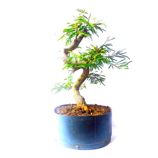 Pré Bonsai de Caliandra Rosa