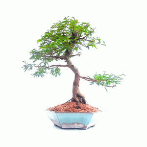 Bonsai de Caliandra Rosa