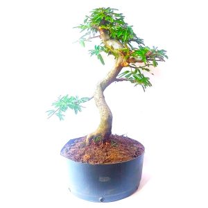 Pré Bonsai de Caliandra Rosa