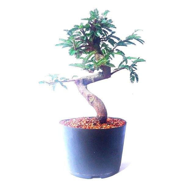 Pré Bonsai de Caliandra Rosa