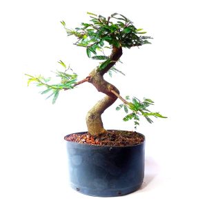 Pré Bonsai de Caliandra Rosa