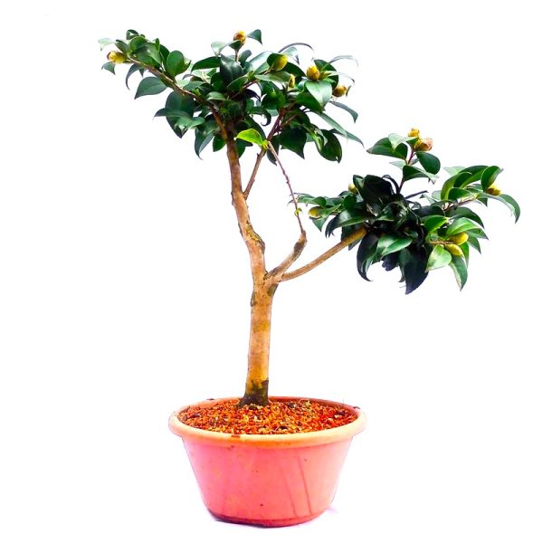 Pré Bonsai de Camélia Vermelha